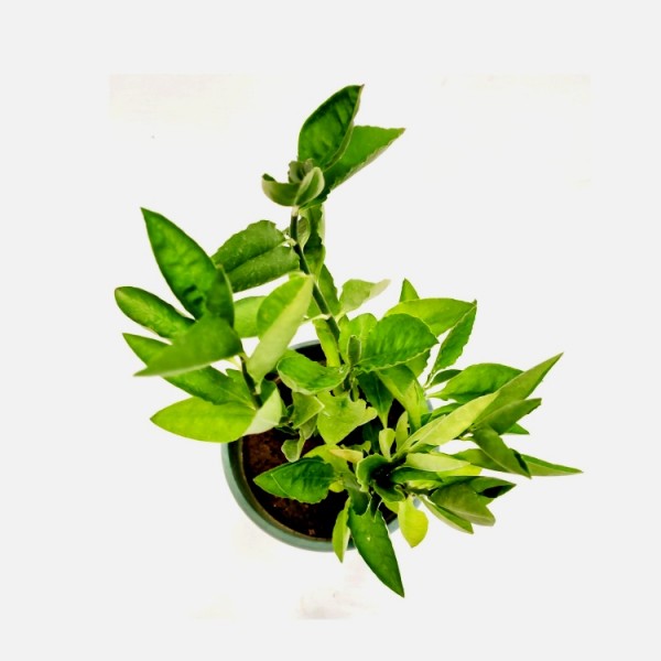 Pedilanthus Green - Pedilanthus Tithymaloides, Backbone of Devil Plant